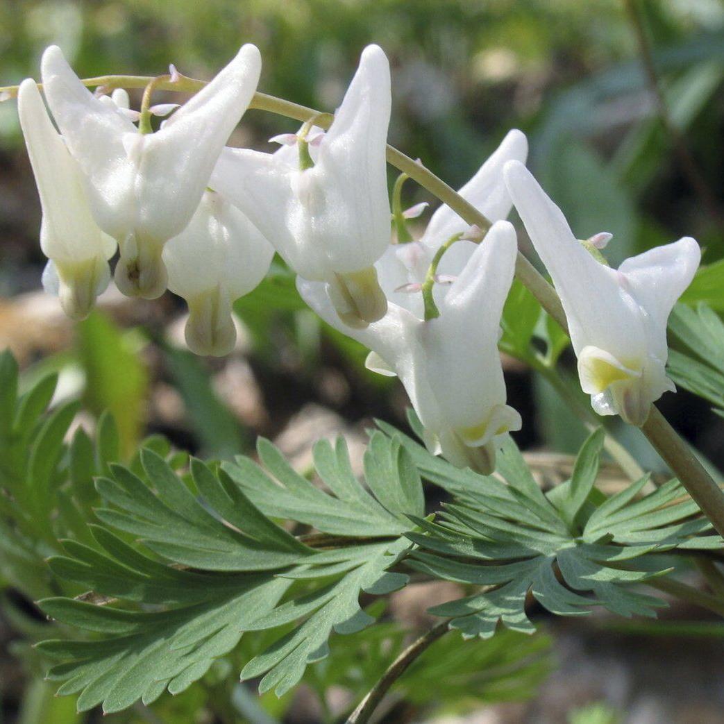Blink and you could miss them. 10 native spring ephemerals that bring early color to the garden
